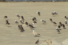Larus armenicus